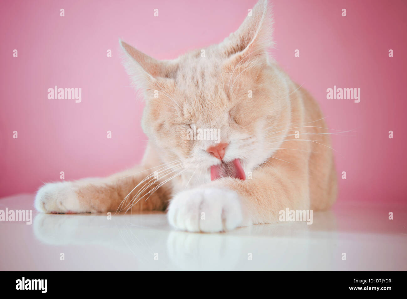 Zufriedene Katze leckt Pfoten vor rosa Studio-Hintergrund Stockfoto