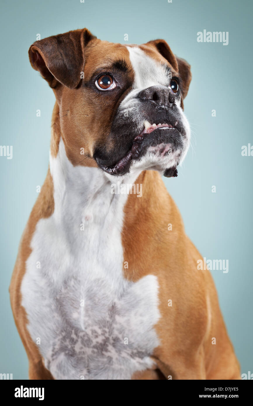 Formalen Porträt des stolzen gestellten Boxer Hund mit Ohren nach vorn vor blauem Hintergrund Stockfoto