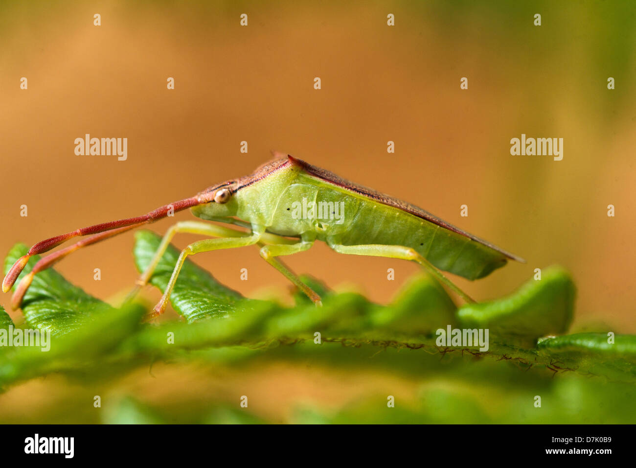 Nahaufnahme von einem südlichen Green Stinkbug (Nezara Viridula) an einer Pflanze. Stockfoto