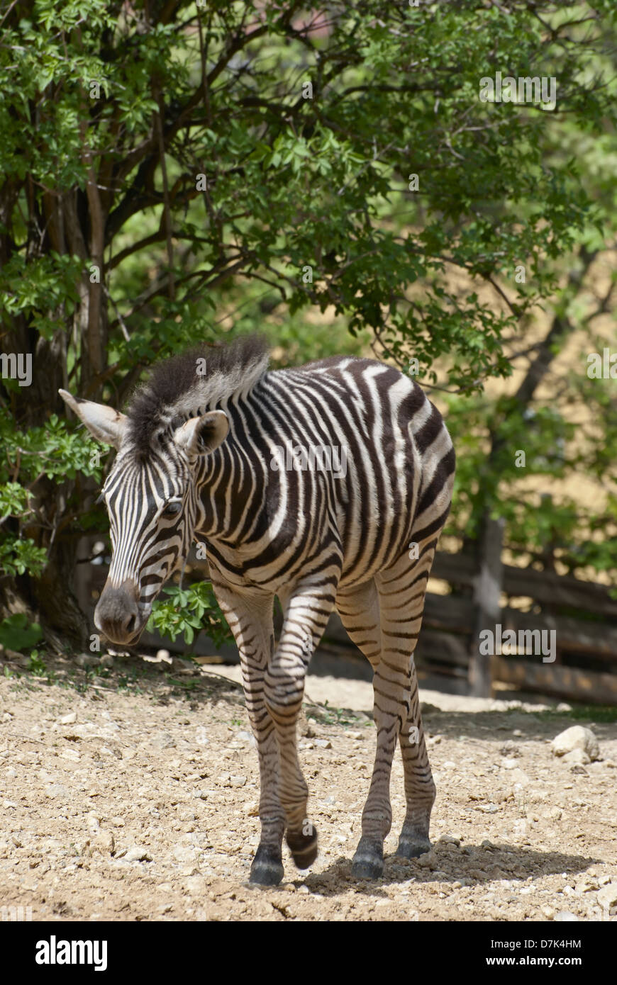Chapmans Zebra (Equus Quagga Chapmani). Stockfoto