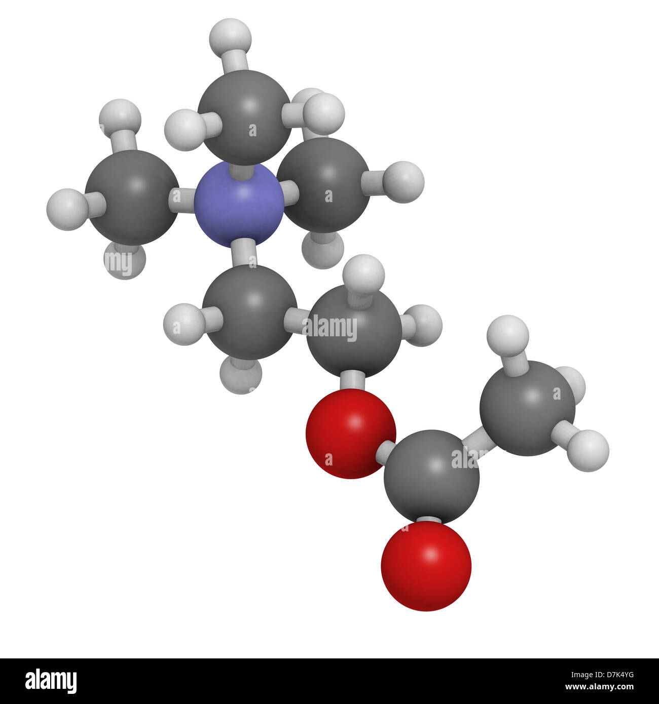 Neurotransmitter Acetylcholin (ACh), molekulare Modell. Atome werden als Kugeln mit konventionellen Farbkodierung dargestellt. Stockfoto