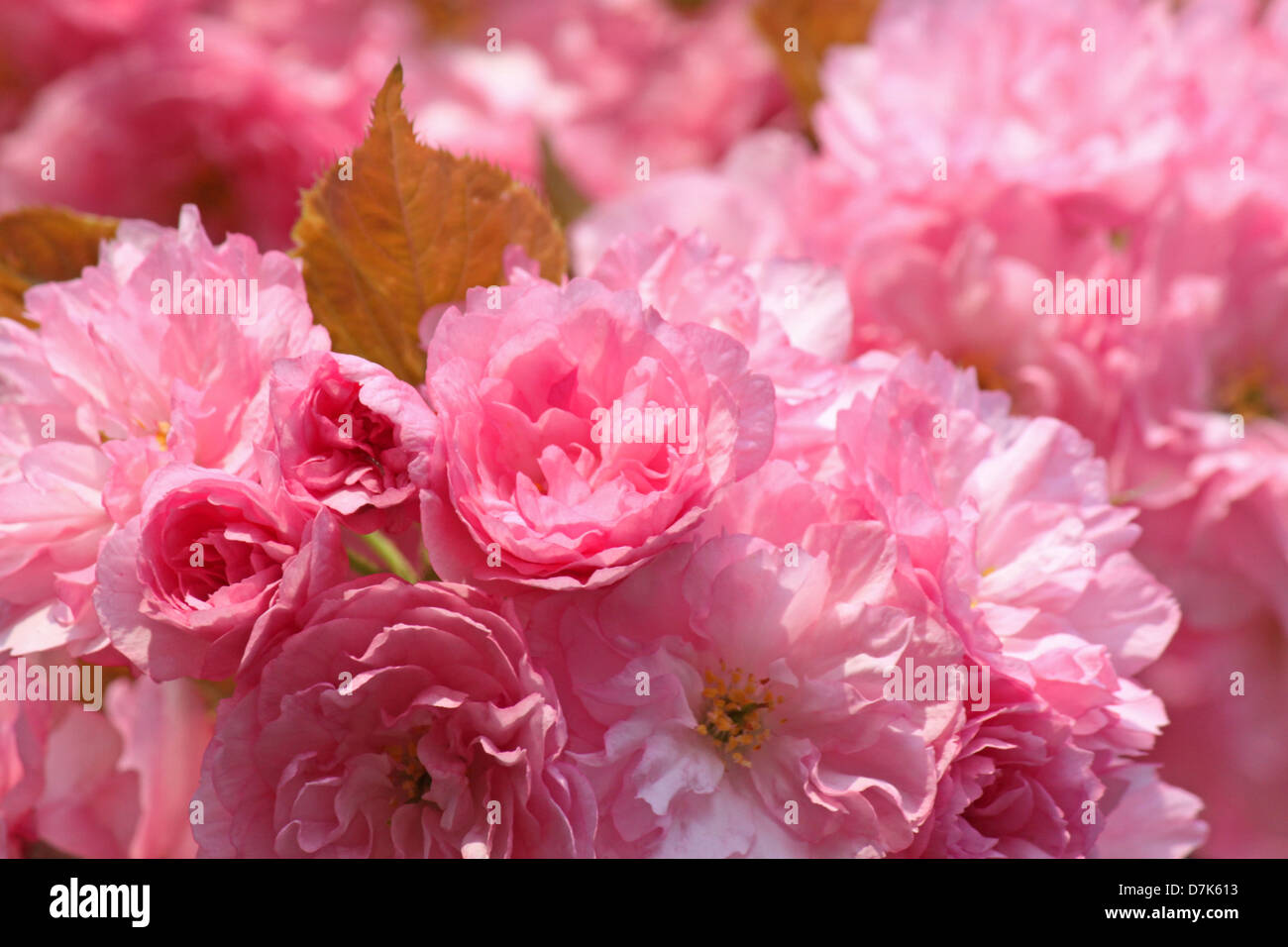 Rosa japanische Kirsche Baum Blüte Stockfoto