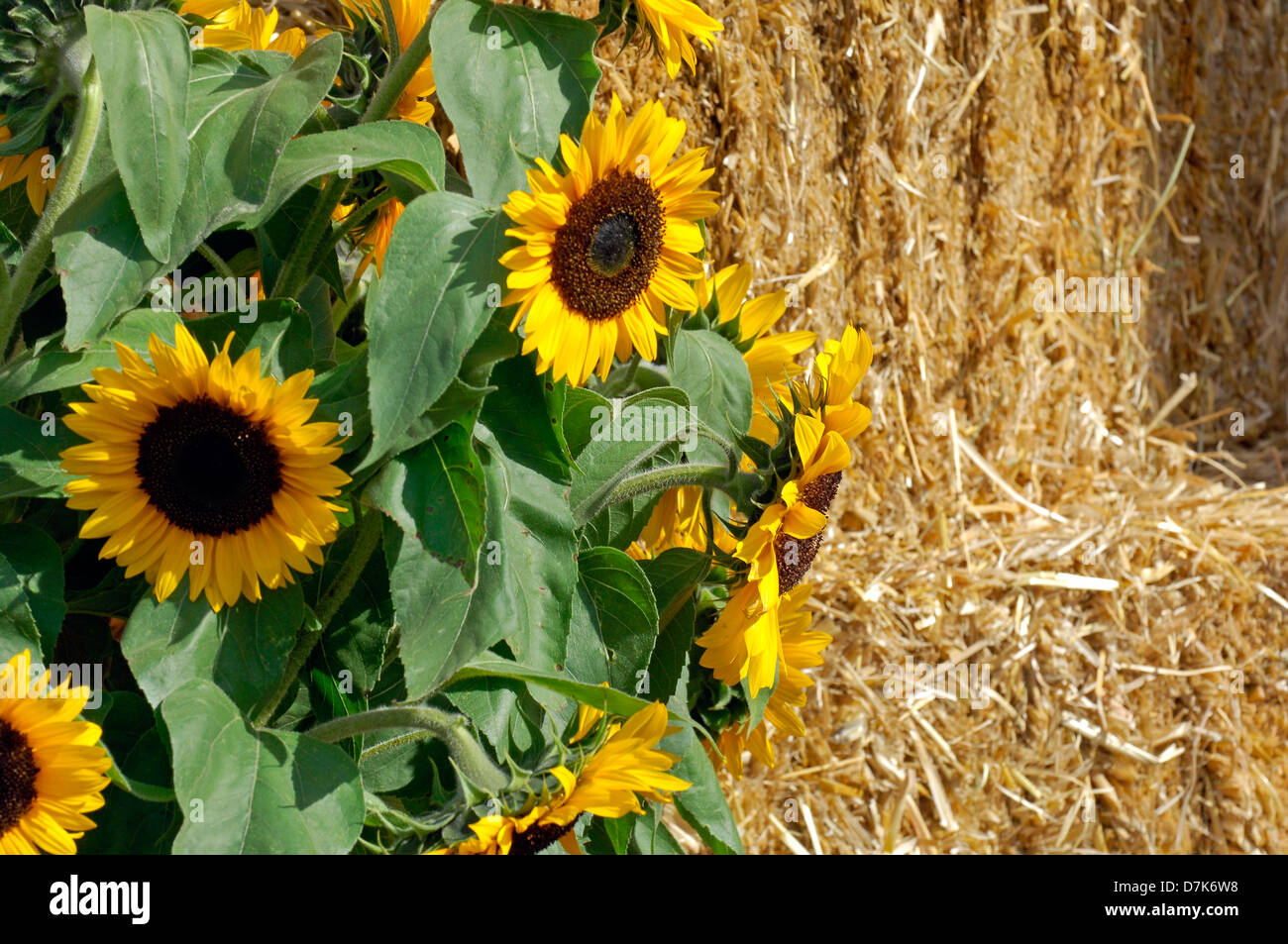 Sonnenblumen verpackt -Fotos und -Bildmaterial in hoher Auflösung – Alamy