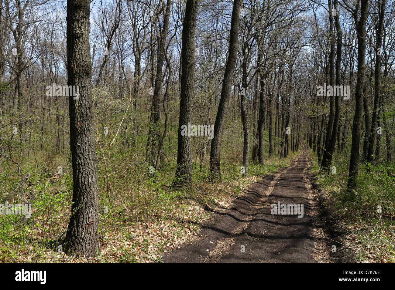 Wanderwege in den Wäldern von Buda Hill, Frühling Stockfoto