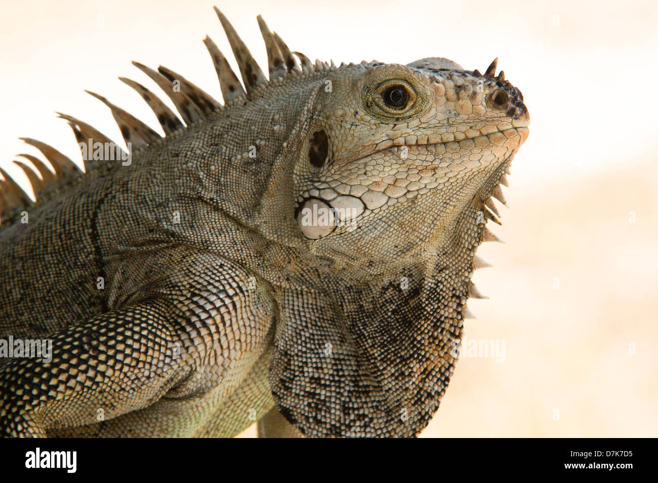 Kopf und Schulter Porträt von einem wilden Leguan (Iguana Iguana). Stockfoto
