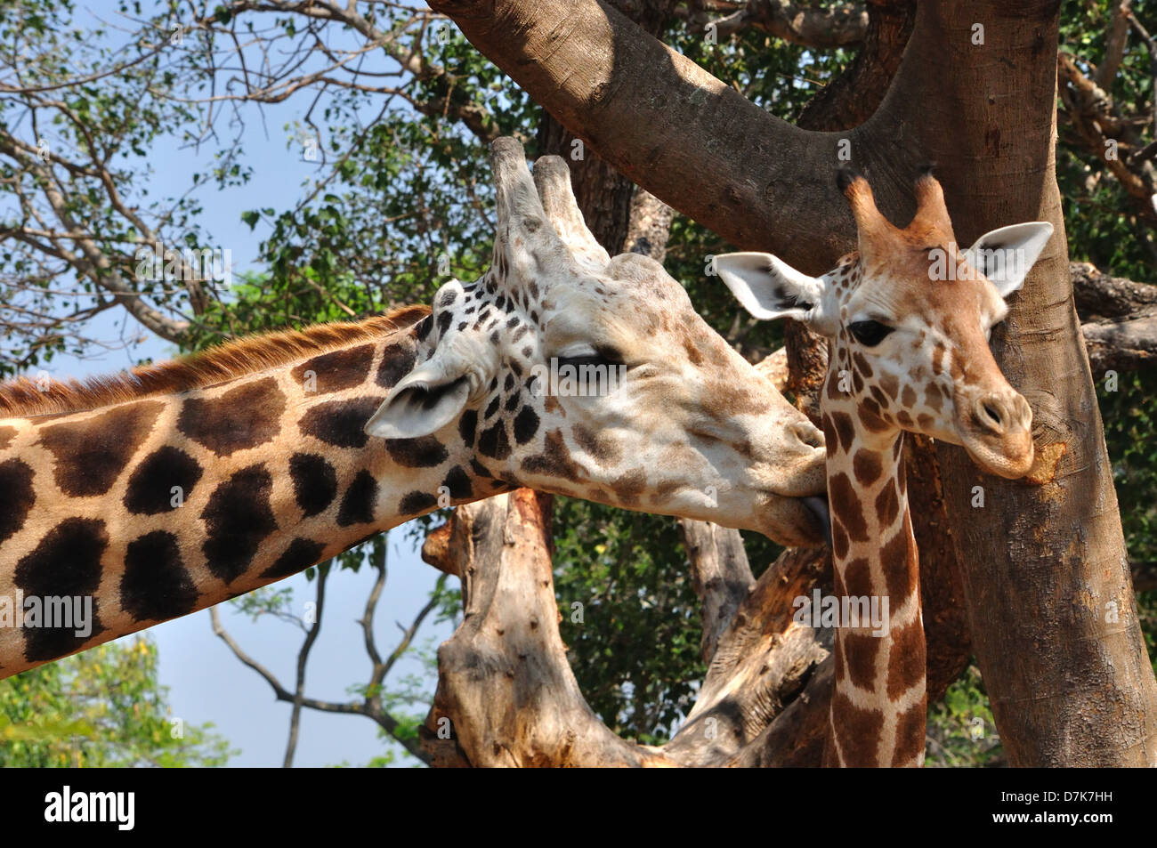 Giraffe (Giraffa Giraffe) Stockfoto