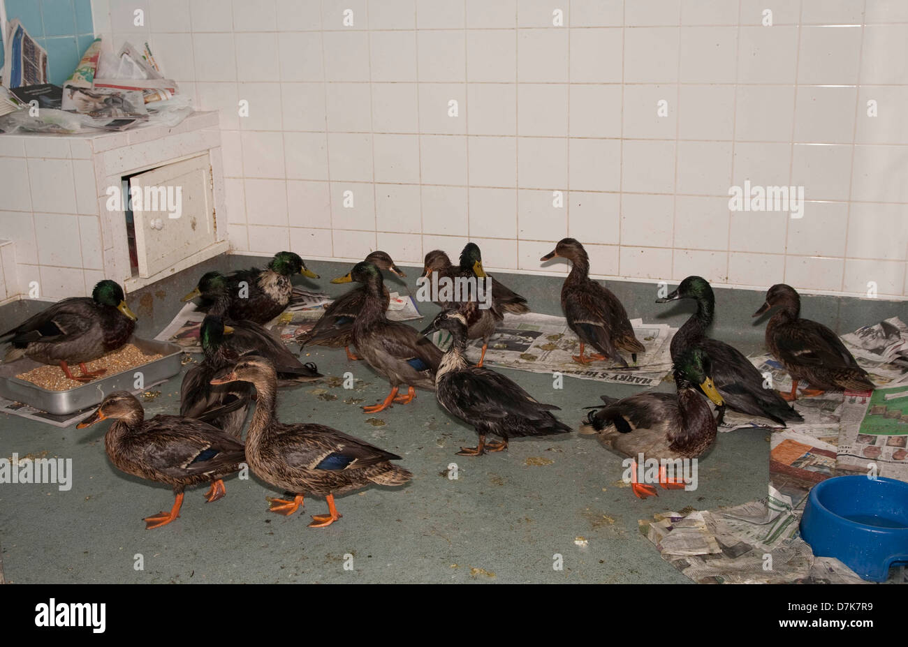 Mallard Enten warten gewaschen werden geölt Stockfoto