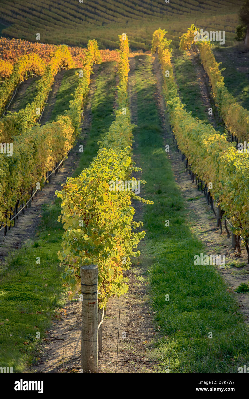 Der Herbst bringt eine goldene Berührung zu den Weinbergen der Adelaide Hills Wein Region. Stockfoto