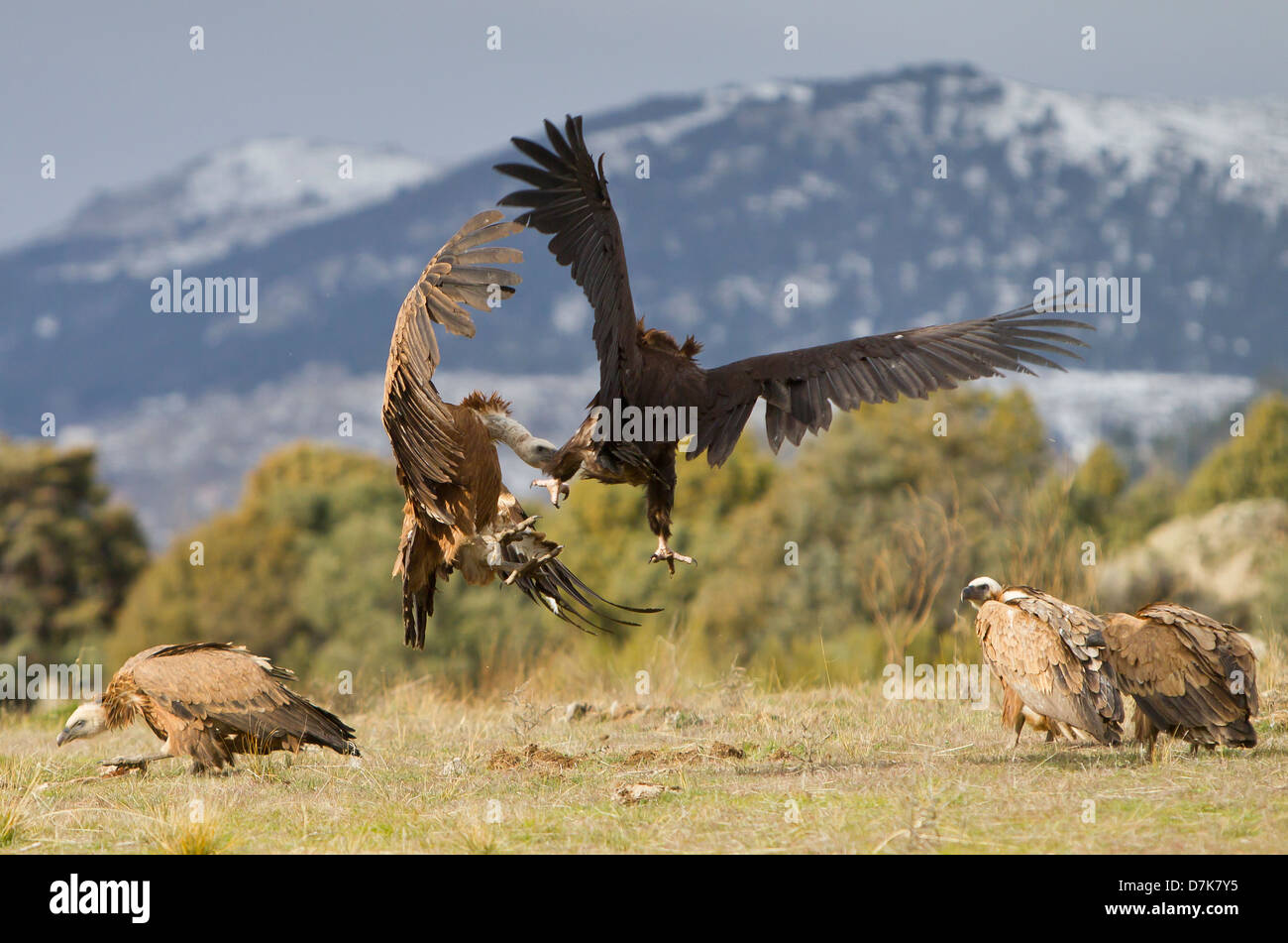 Schwarzgeier Aegypius Monachus kämpfen mit Griffon Vulture abgeschottet Fulvus über Essen in Spanien Stockfoto