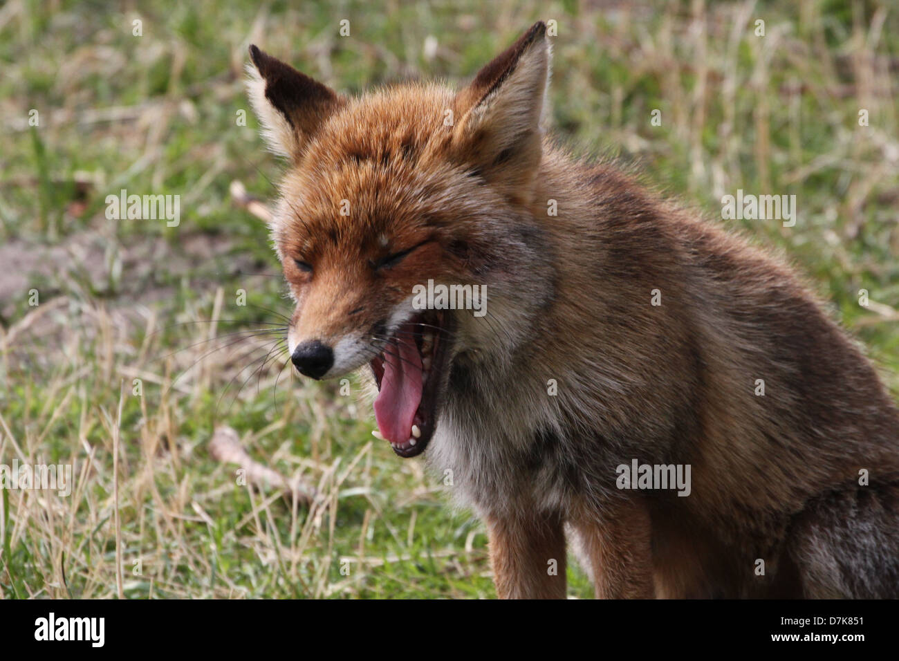 Nahaufnahme von einem wilden europäischen Rotfuchs (Vulpes Vulpes) Gähnen Stockfoto