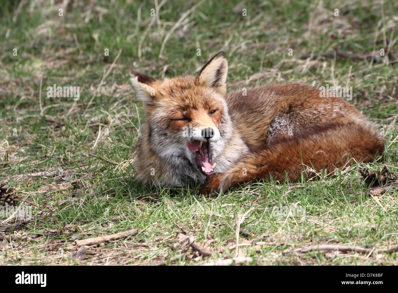 Europäischer roter Fuchs (Vulpes Vulpes) Gähnen Stockfoto