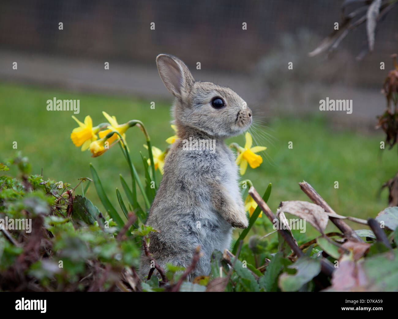 Juvenile Kaninchen im Garten Stockfoto