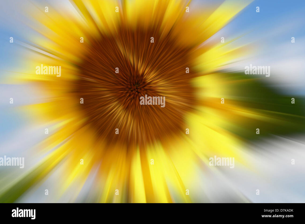 Deutschland, Sonnenblume mit Zoom-Effekt, Nahaufnahme Stockfoto
