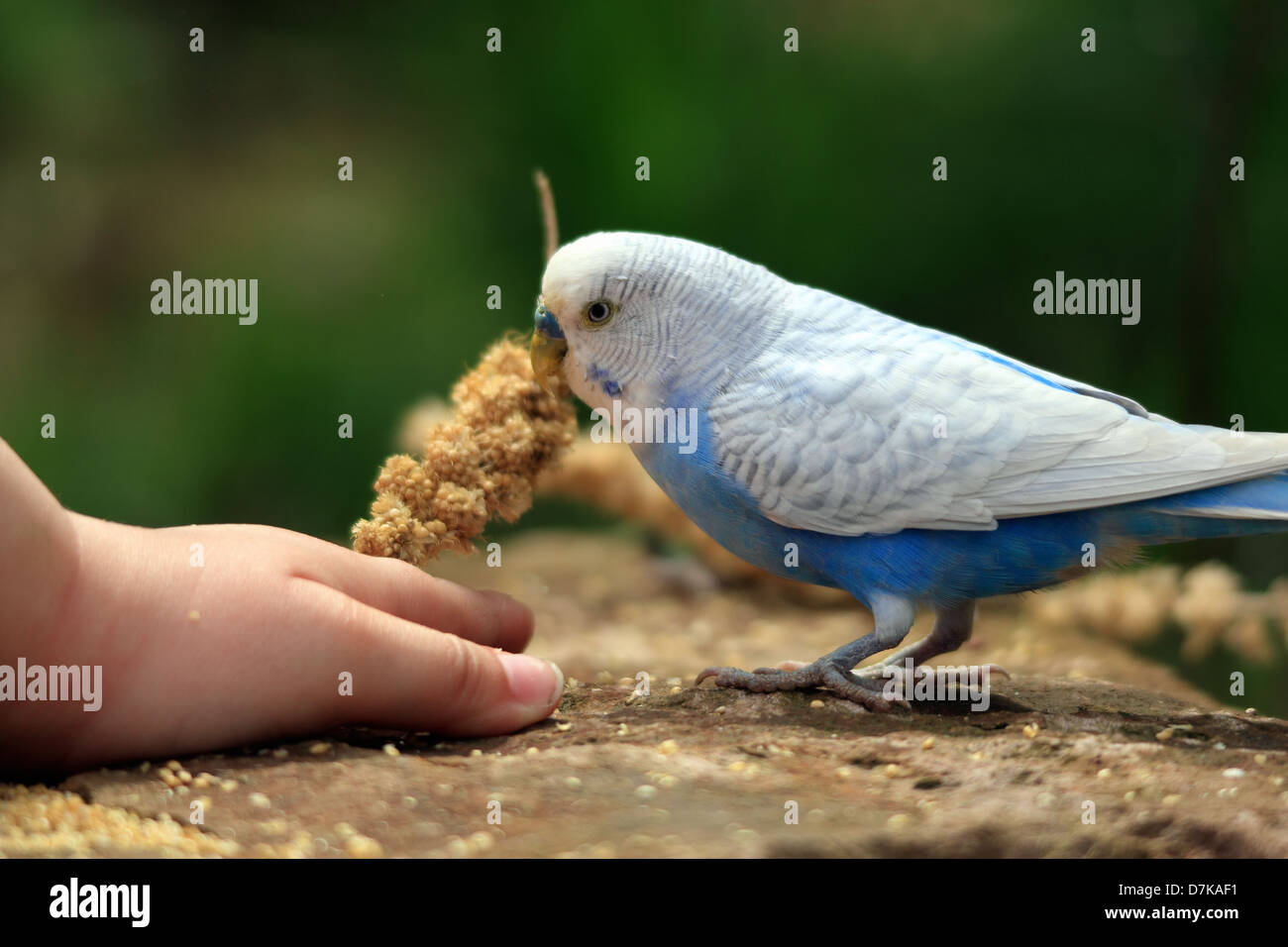 Wellensittich Essen Hirse Stockfotografie Alamy