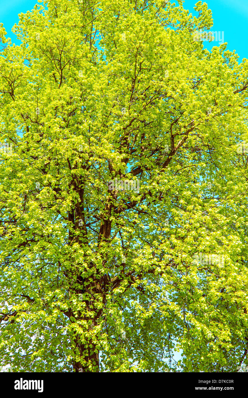 Kastanienbaum im Frühjahr mit blauem Himmel und strahlender Sonne Stockfoto