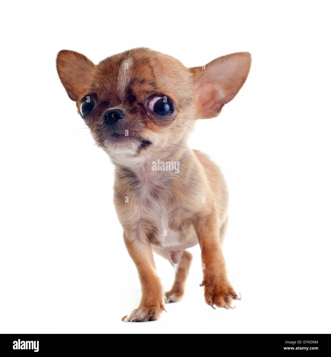 Porträt von einem süßen reinrassigen Welpen Chihuahua vor weißem Hintergrund Stockfoto