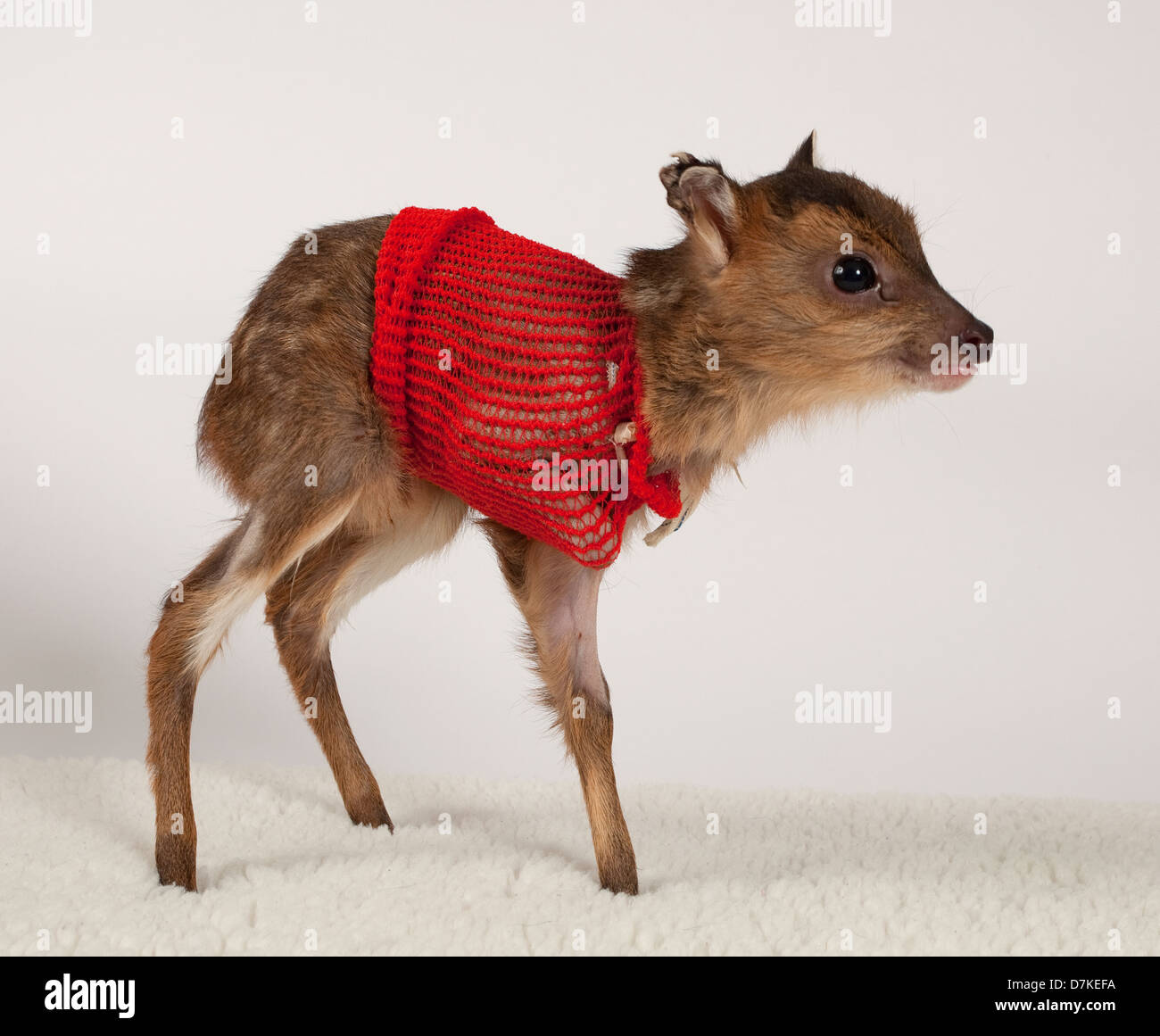 Juvenile Muntjac Rotwild mit bandage Stockfoto