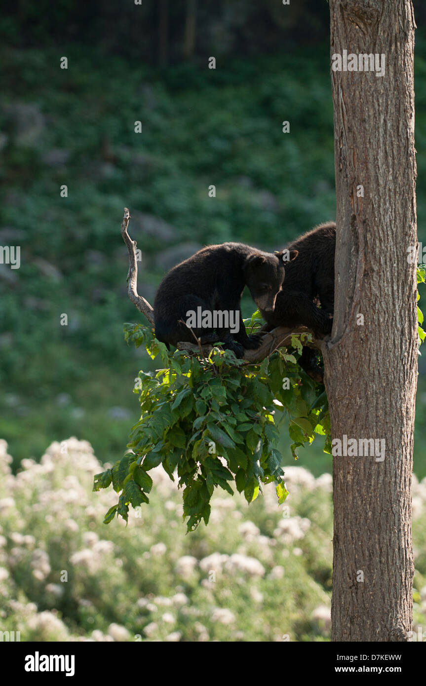Zwei Baby Schwarzbären sitzt im Baum, Montebello, Quebec, Kanada. Hochauflösend verfügbar Stockfoto