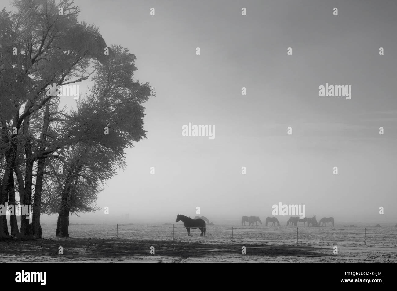 Eine Herde von Pferden ist in einer verschneiten Alm verstreut, wie Nebel über den Arkansas River im Hintergrund erhebt. Stockfoto