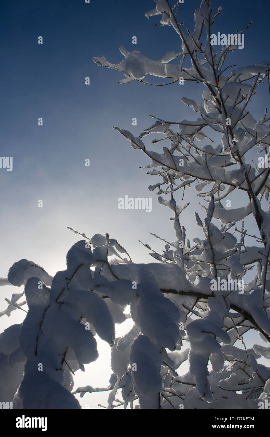 Ein Laubbaum ist in dicken, nassen Schnee überzogen und hebt sich von strahlend blauem Himmel der zeitigen Frühjahr mit der aufgehenden Sonne. Stockfoto