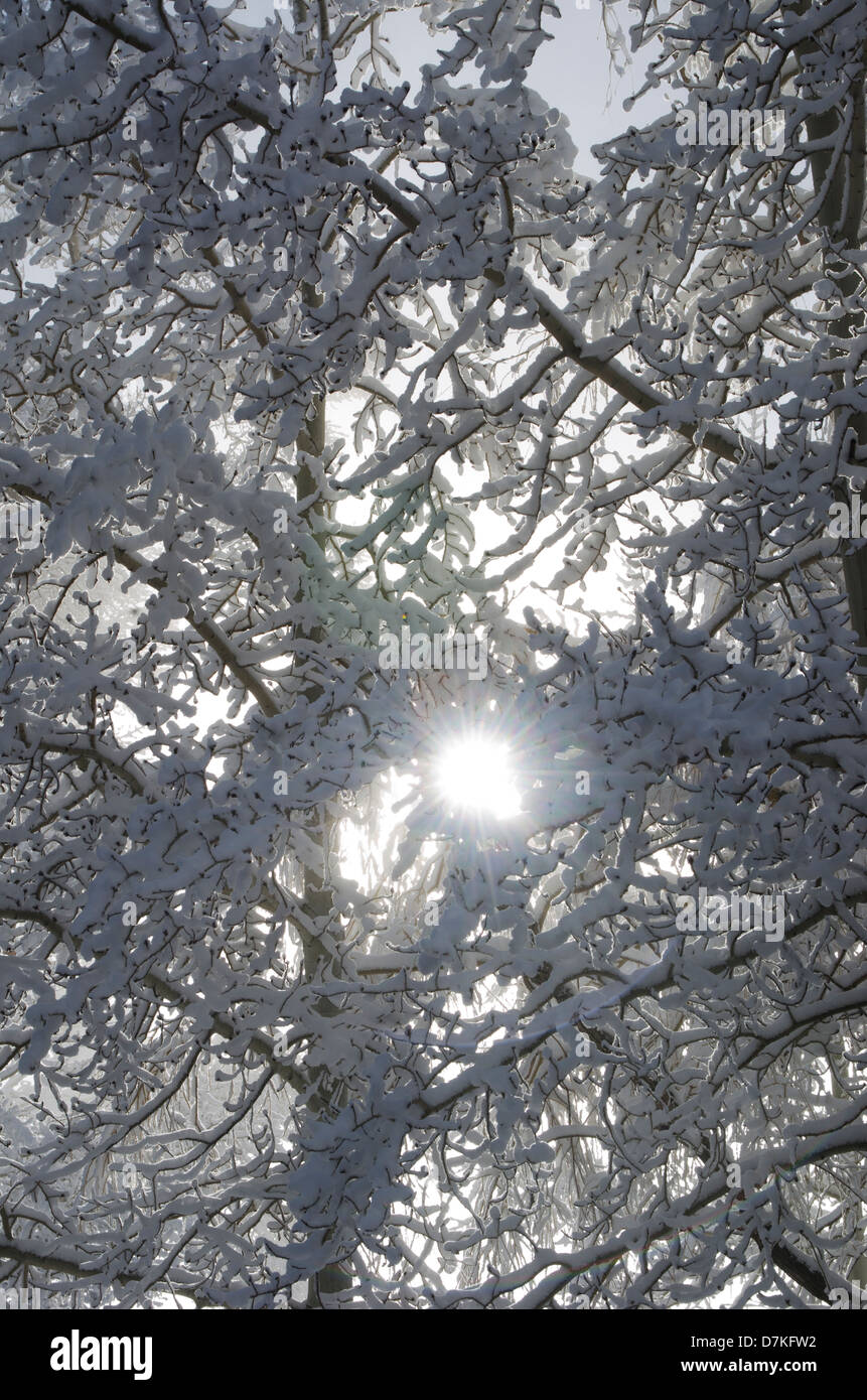 Verschlungenen Zweigen der zwei Ebenen Pappeln sind in dicken, nassen Schnee mit der Sonne spähen durch von hinten beschichtet. Stockfoto