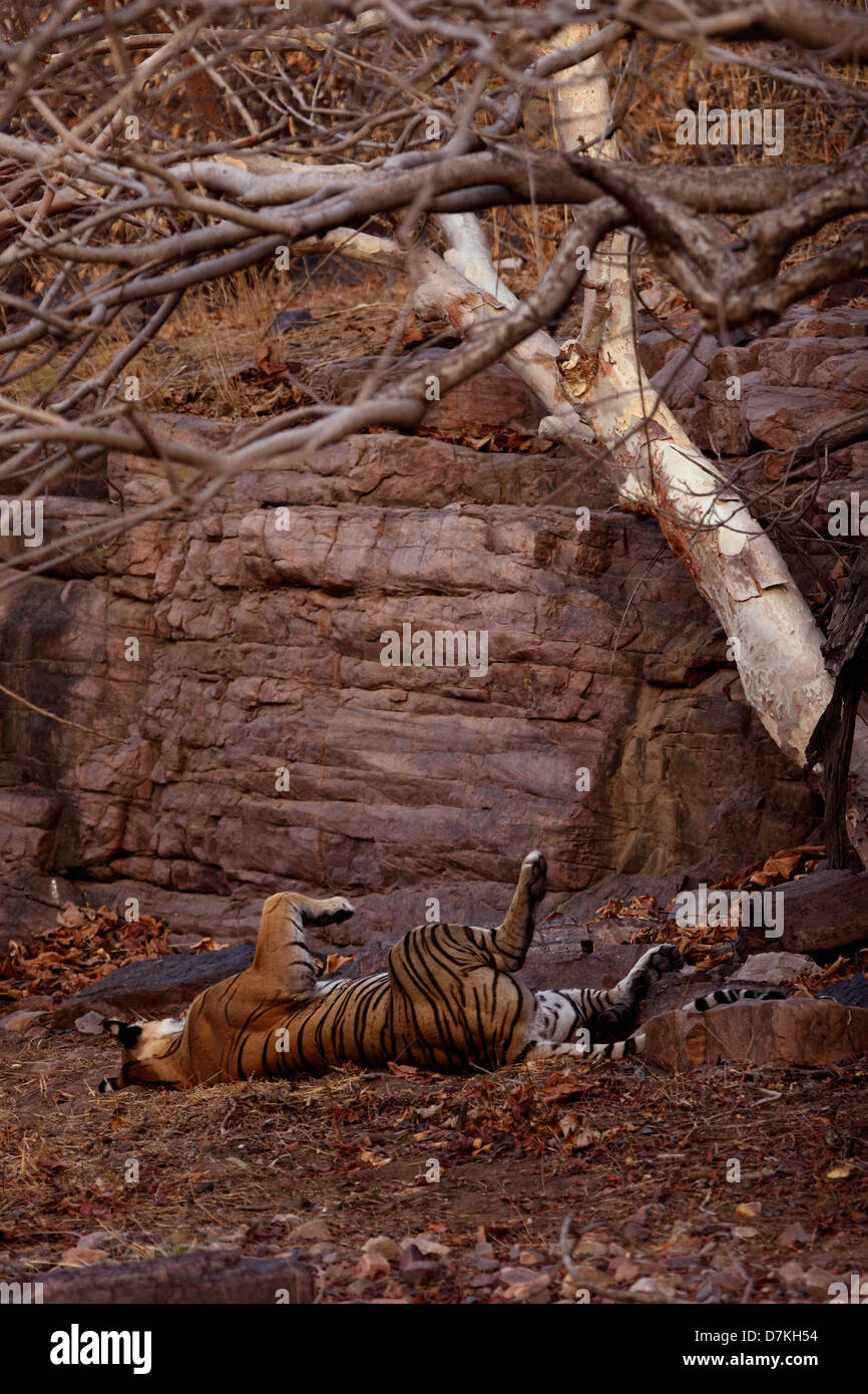 Die mein Leben. Ein Tiger entspannen unter einem Baum im Ranthambhore National Park Stockfoto