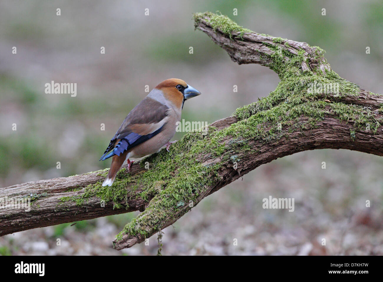 Männliche Kernbeißer auf Moos bedeckt branch Stockfoto