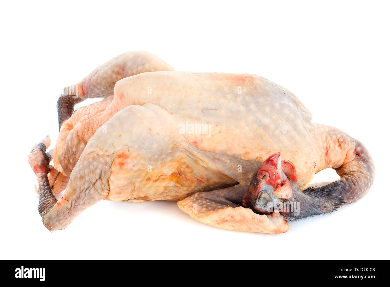 Perlhühner Auflauf ungekocht vor weißem Hintergrund Stockfoto