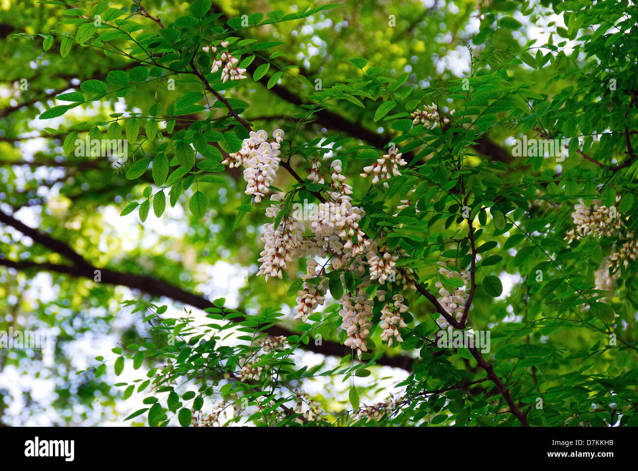 Robinia Pseudoacacia, allgemein bekannt als die Robinie ist ein Baum in