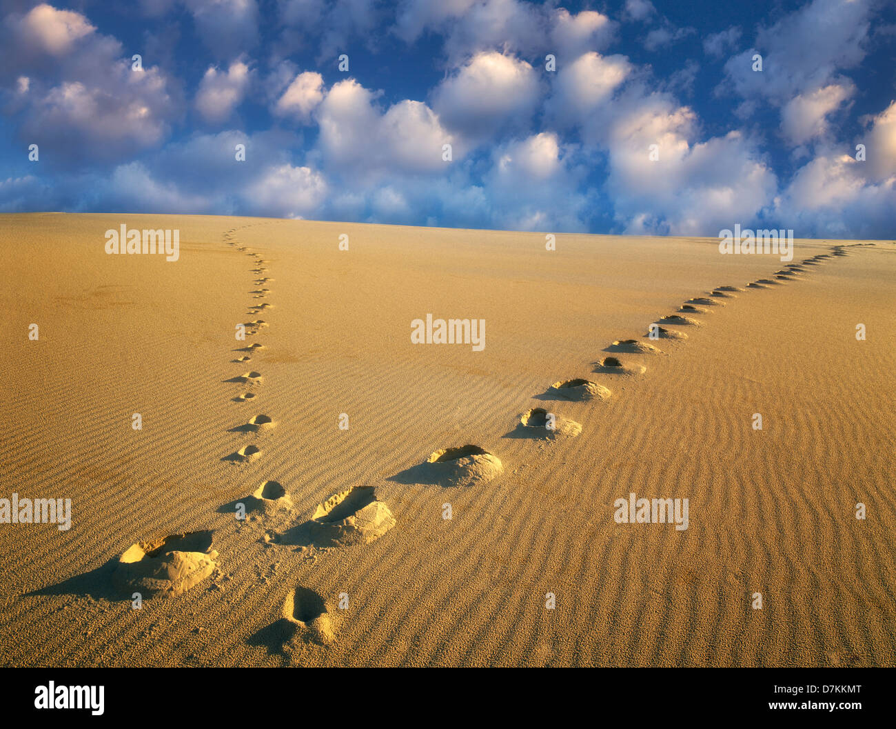 Fußabdrücke, Sanddüne. Oregon Dunes National Erholungsgebiet. Stockfoto