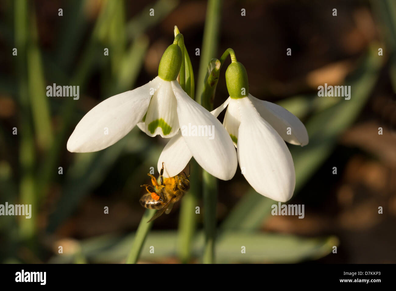 Schneeglöckchen mit Biene auf äußere Blütenblatt GALANTHUS AMARYLLIDACEAE Stockfoto