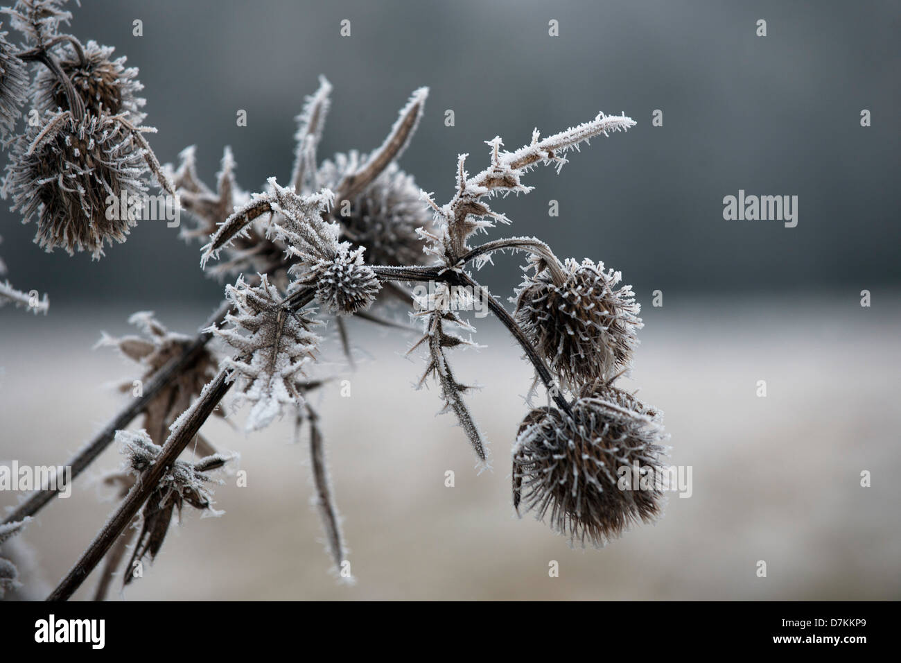 Distel Köpfe im Winterfrost Stockfoto