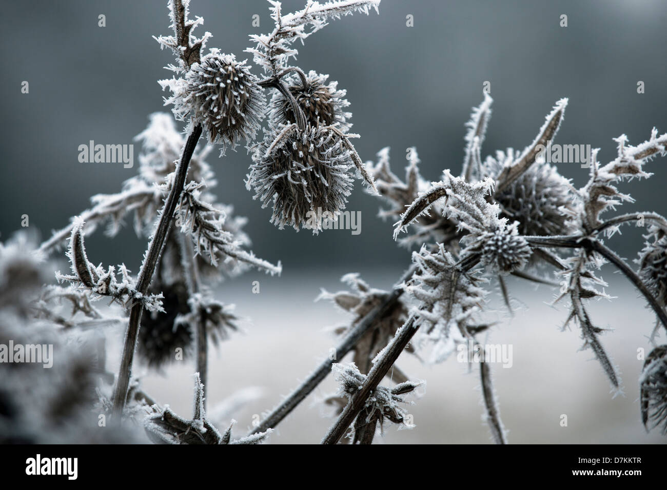 Distel-Kopf im Winterfrost Stockfoto