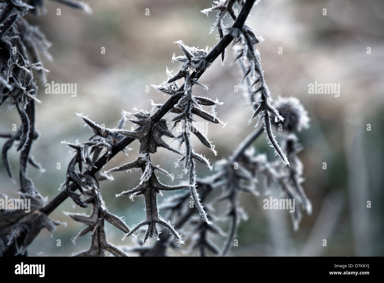 Distel lässt im Winterfrost Stockfoto