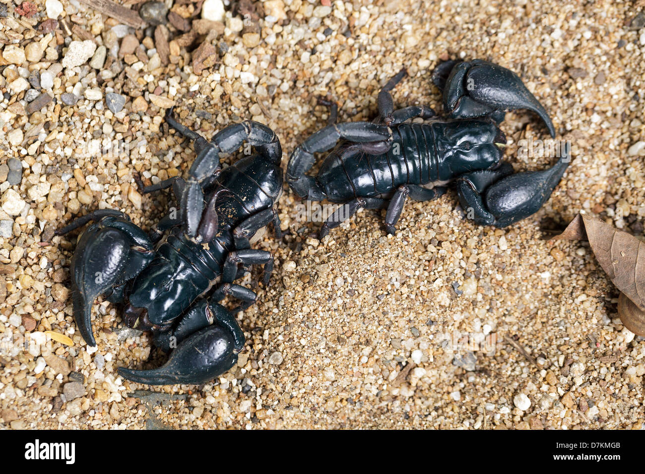 Schwarze Skorpione stehen auf sandigen Boden, Thailand Stockfoto