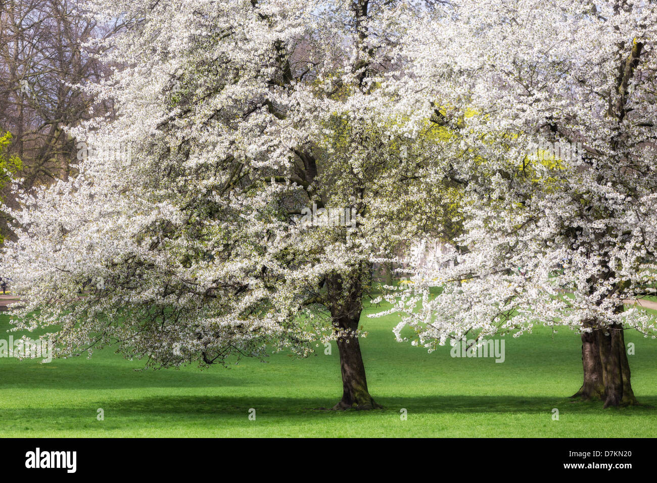 Fröhlichen Bäume blühen im Frühling, Green Park, London Stockfoto