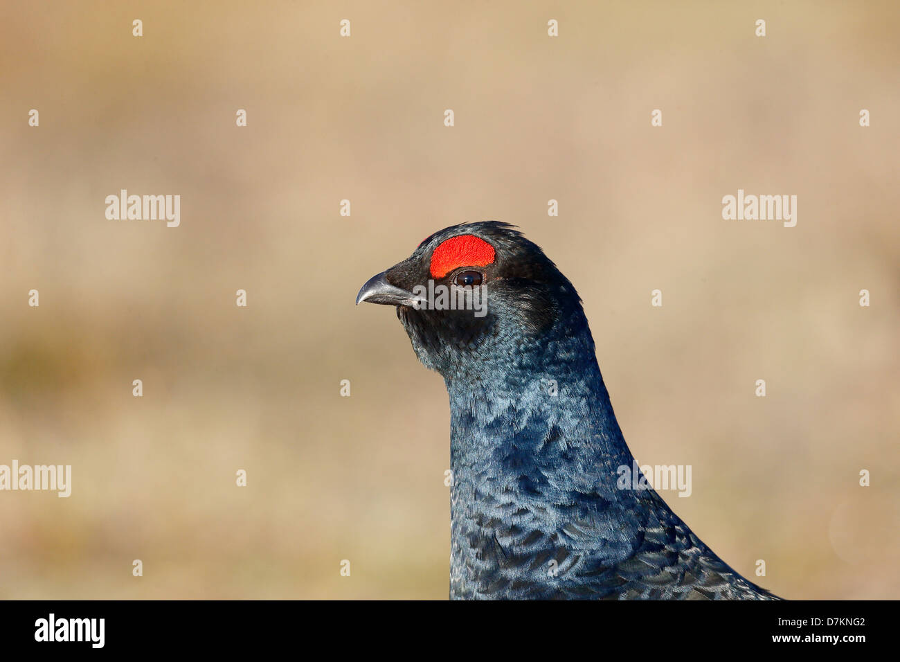 Birkhuhn, at Tetrix, einzelne männlichen Kopf geschossen, Finnland, April 2013 Stockfoto