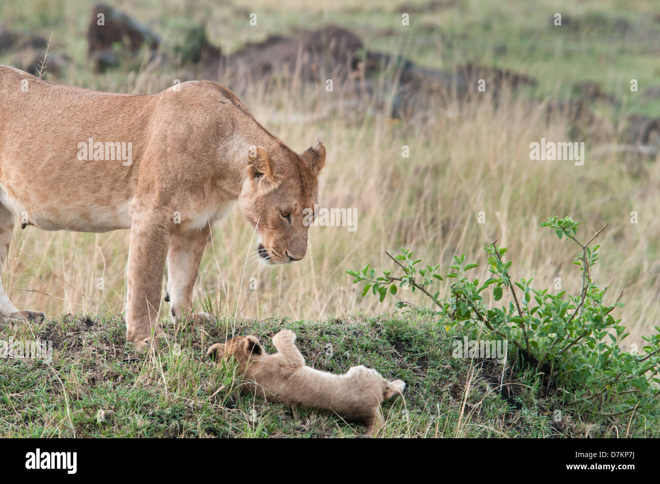 Löwin, Panthera Leo, sieht mit Entsetzen bei ihrem fallenden Cub, Masai Mara National Reserve, Kenia, Ostafrika Stockfoto
