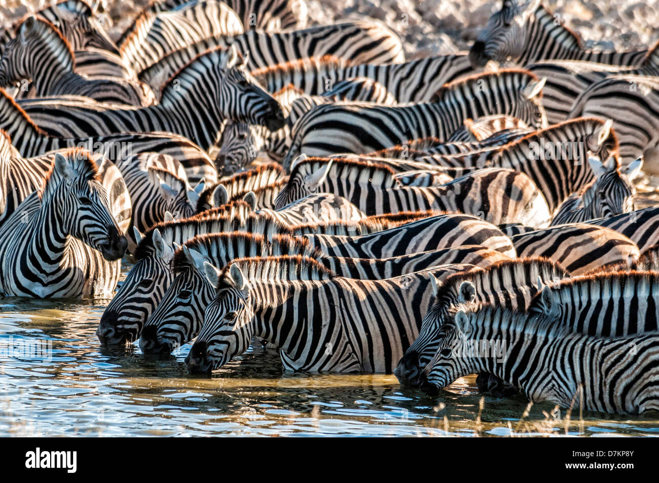 Herde oder Blenden von Burchell Zebras, Equus Burchellii trinken in Okaukuejo Wasserloch, Etosha, Namibia, Afrika Stockfoto