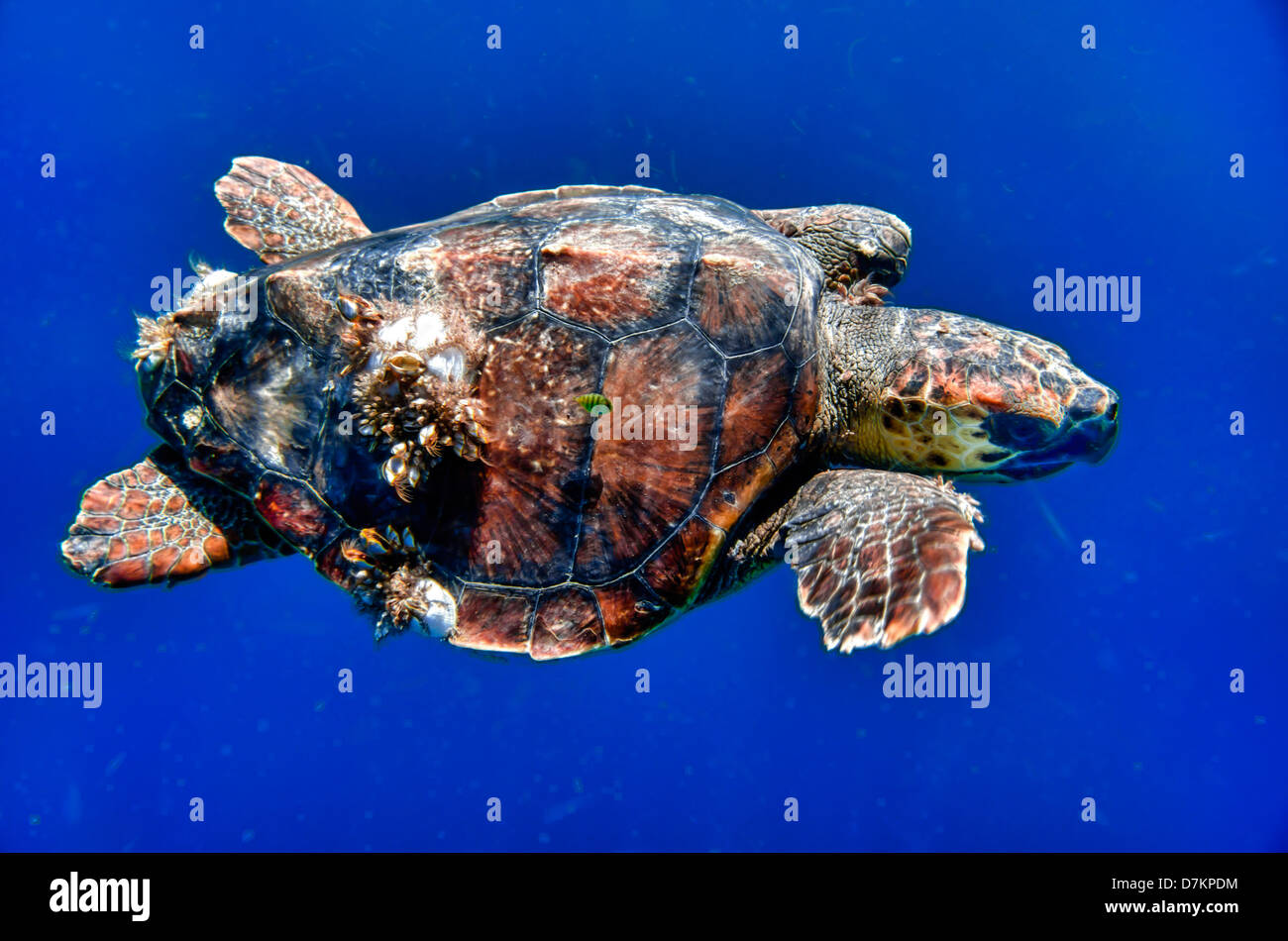 Cabo Pulmo, Mexiko, Caretta Caretta, Meeresschildkröte mit Seepocken Schwimmen unter Wasser im Meer von Cortez. Stockfoto