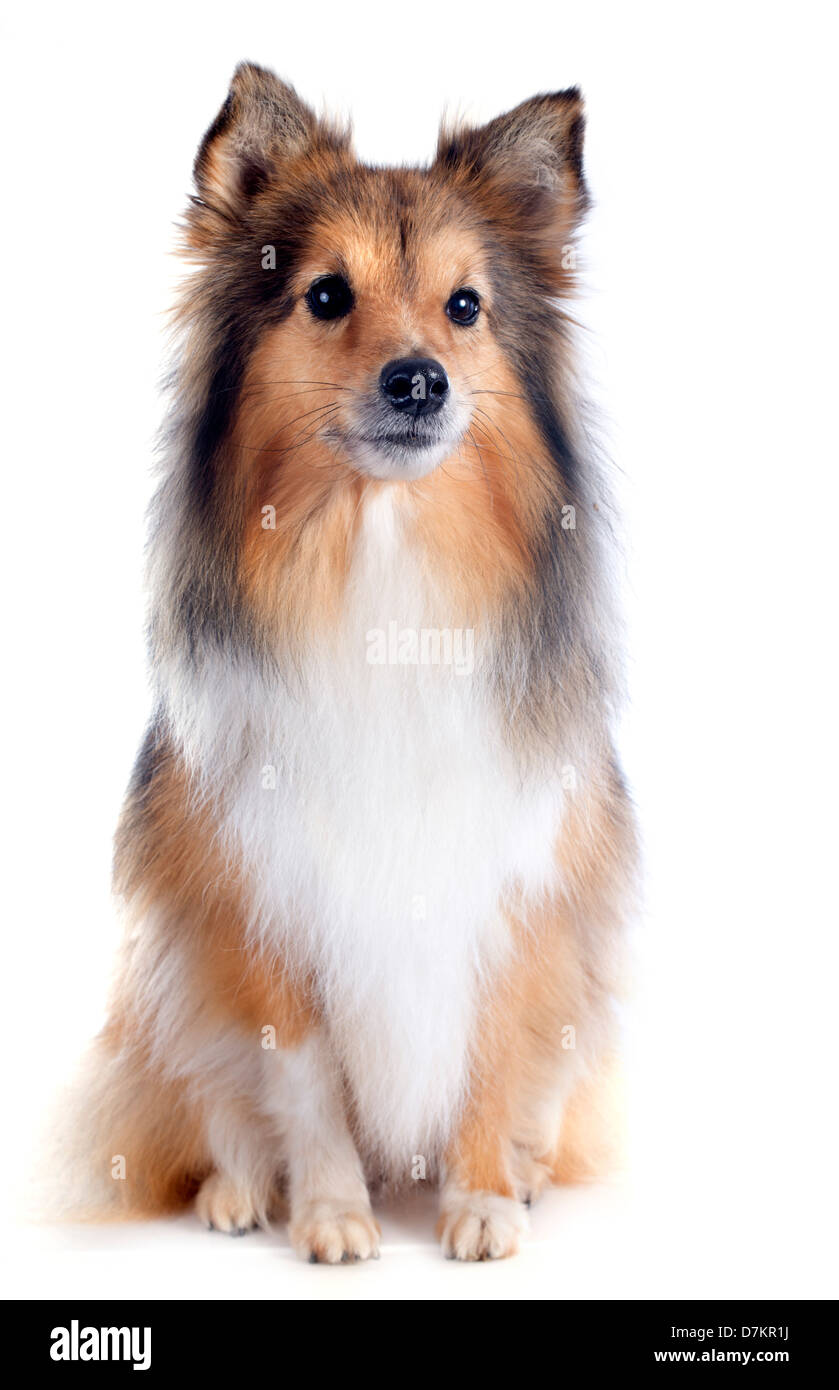 Porträt eines reinrassigen Shetland Hundes vor weißem Hintergrund Stockfoto