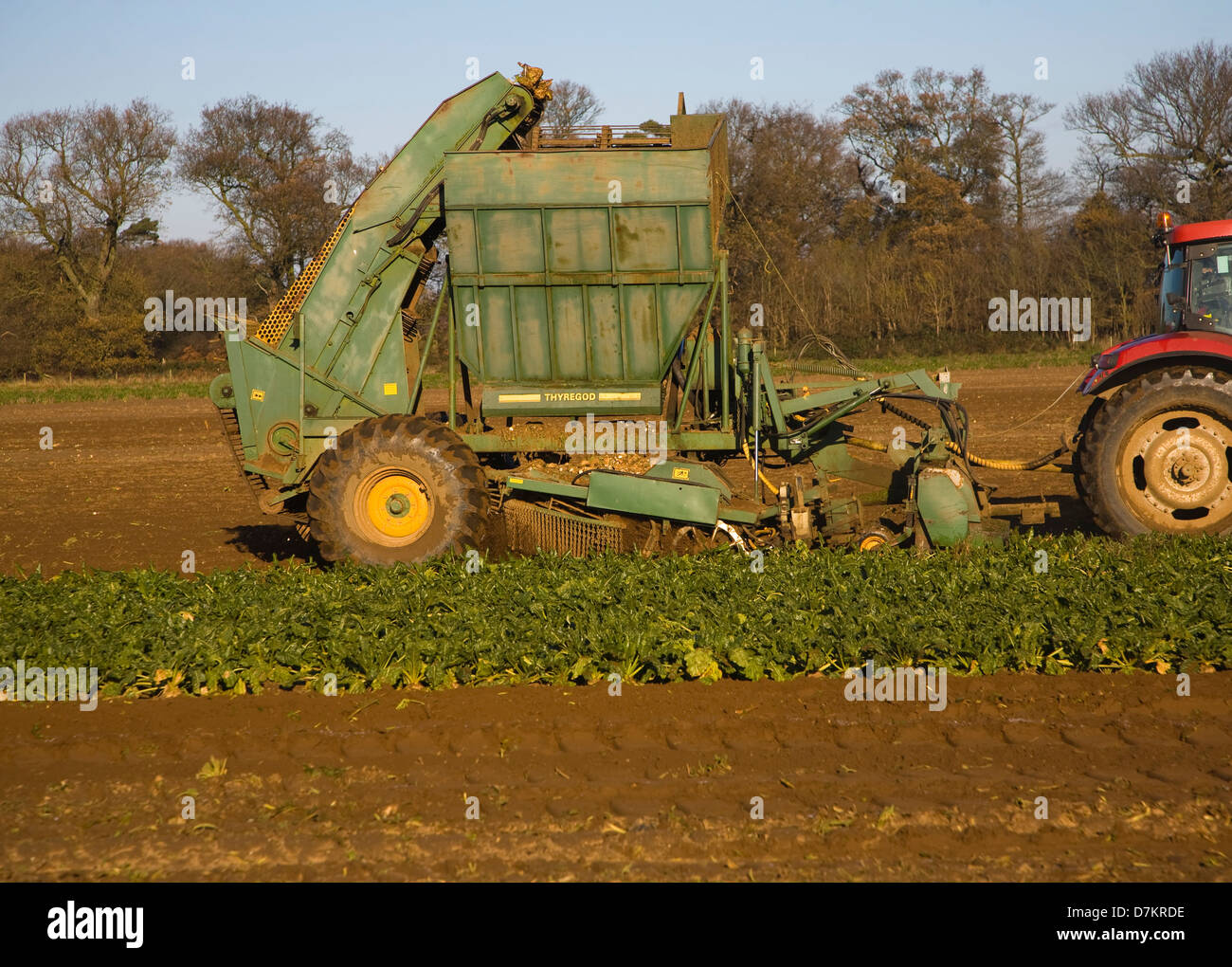 Thyregod Zuckerrüben Harvester gezeichnet von Traktor Ernte Feld, Shottisham, Suffolk, England Stockfoto