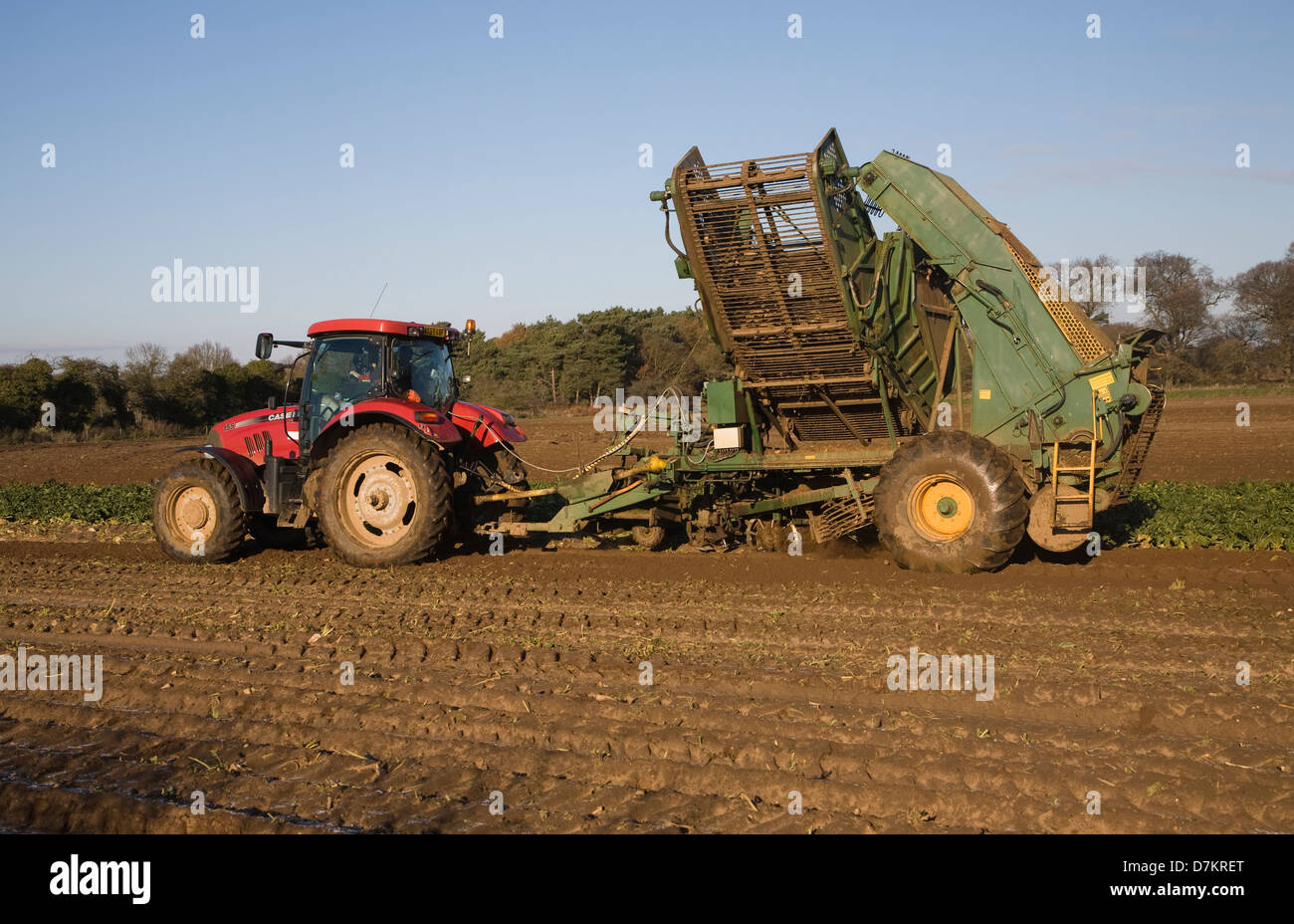 Thyregod Zuckerrüben Harvester gezeichnet von Traktor Ernte Feld, Shottisham, Suffolk, England Stockfoto