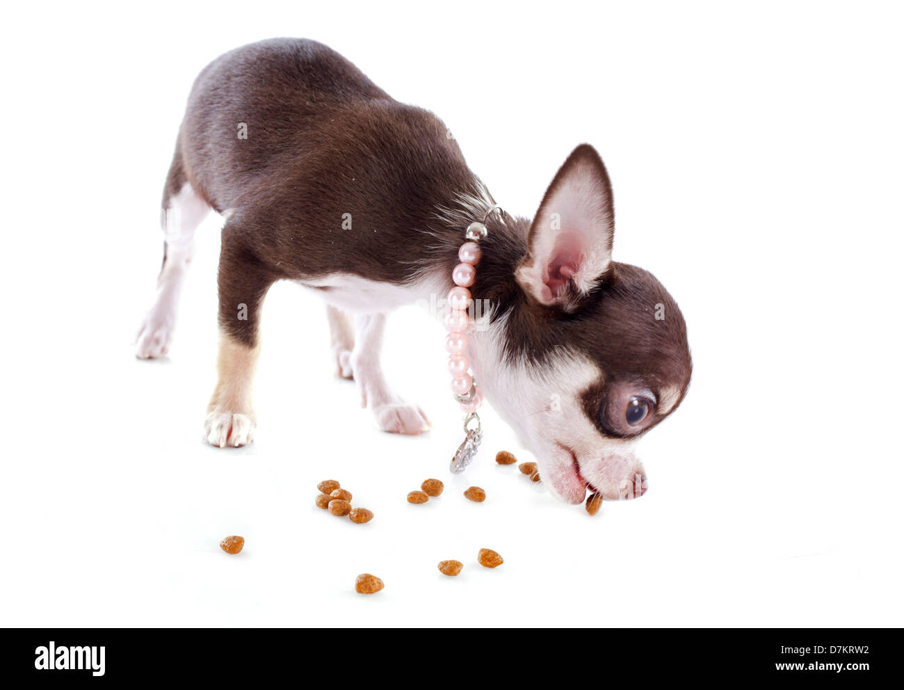 Porträt von einem süßen reinrassigen Welpen Chihuahua Essen Trockenfutter  vor weißem Hintergrund Stockfotografie - Alamy