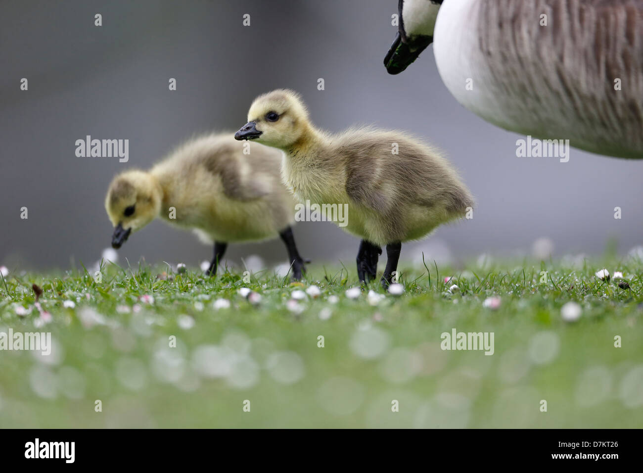 Kanada-Gans, Branta Canadensis, zwei Gänsel auf Rasen mit Erwachsenen im Hintergrund, London, Mai 2013 Stockfoto