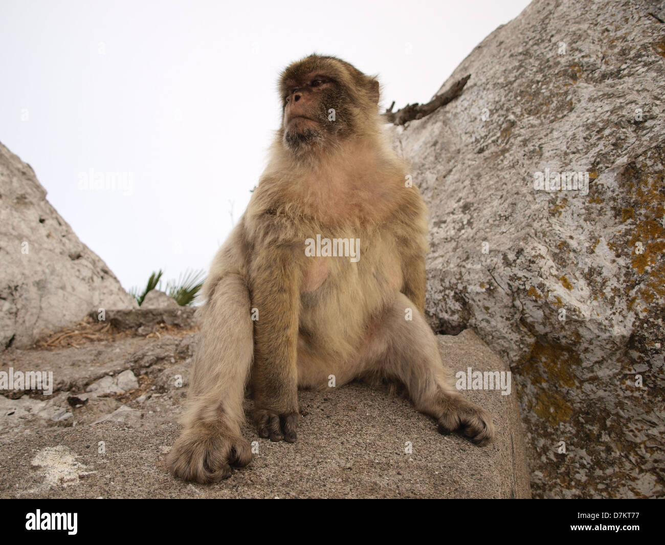 Ein Affe (Berberaffe) sitzt auf einem Felsen. Stockfoto