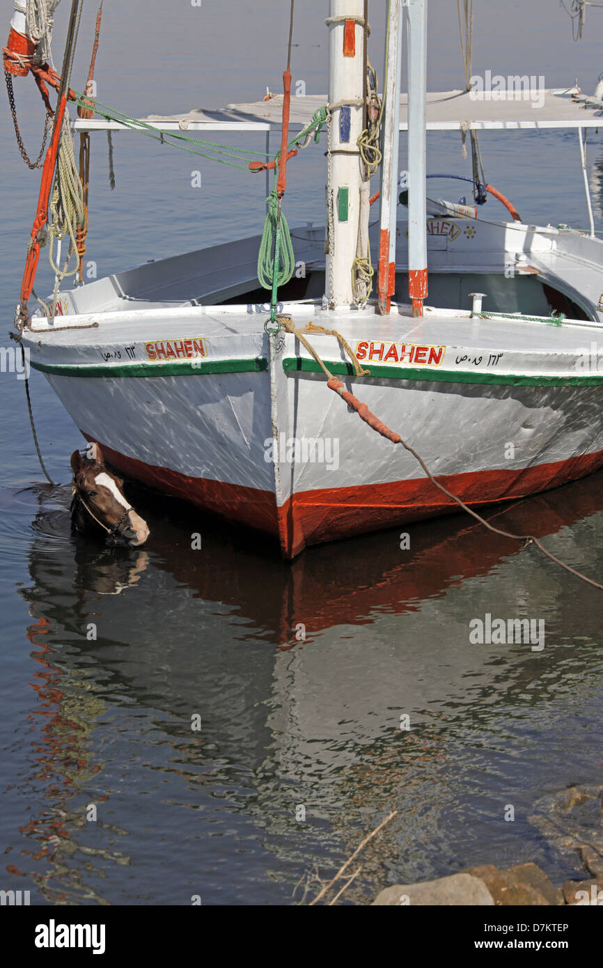 Pferd im Wasser in der Nähe von FELUKE Fluss Nil LUXOR Ägypten 13. Januar 2013 Stockfoto