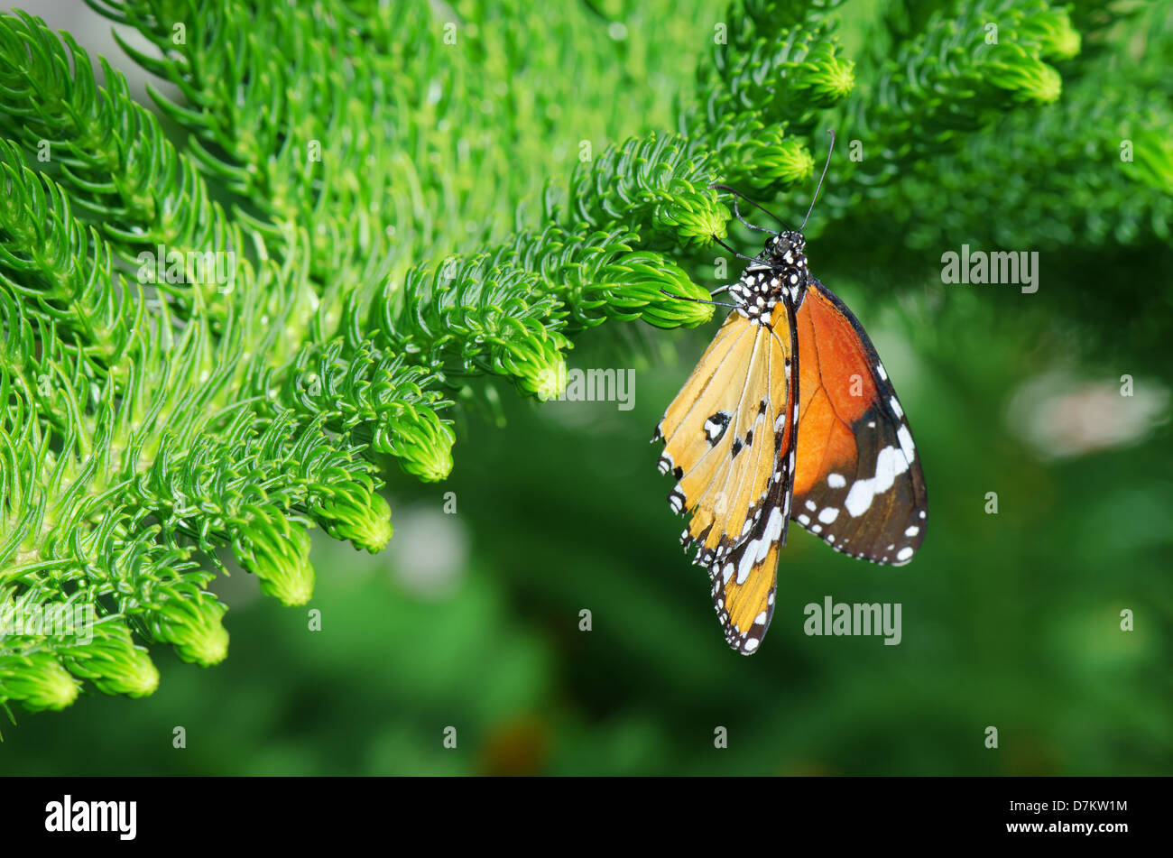 Afrikanische Monarch-Schmetterling ruht auf einem Blatt Stockfoto