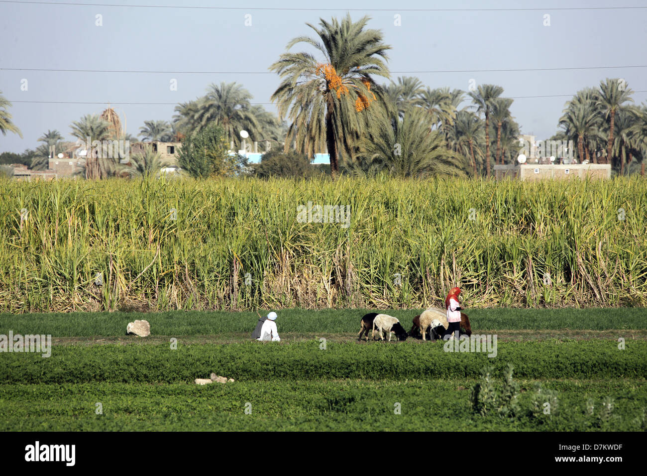 Ägypter AEGAEISCHEN Schafe in der Nähe von LUXOR Ägypten 14. Januar 2013 Stockfoto