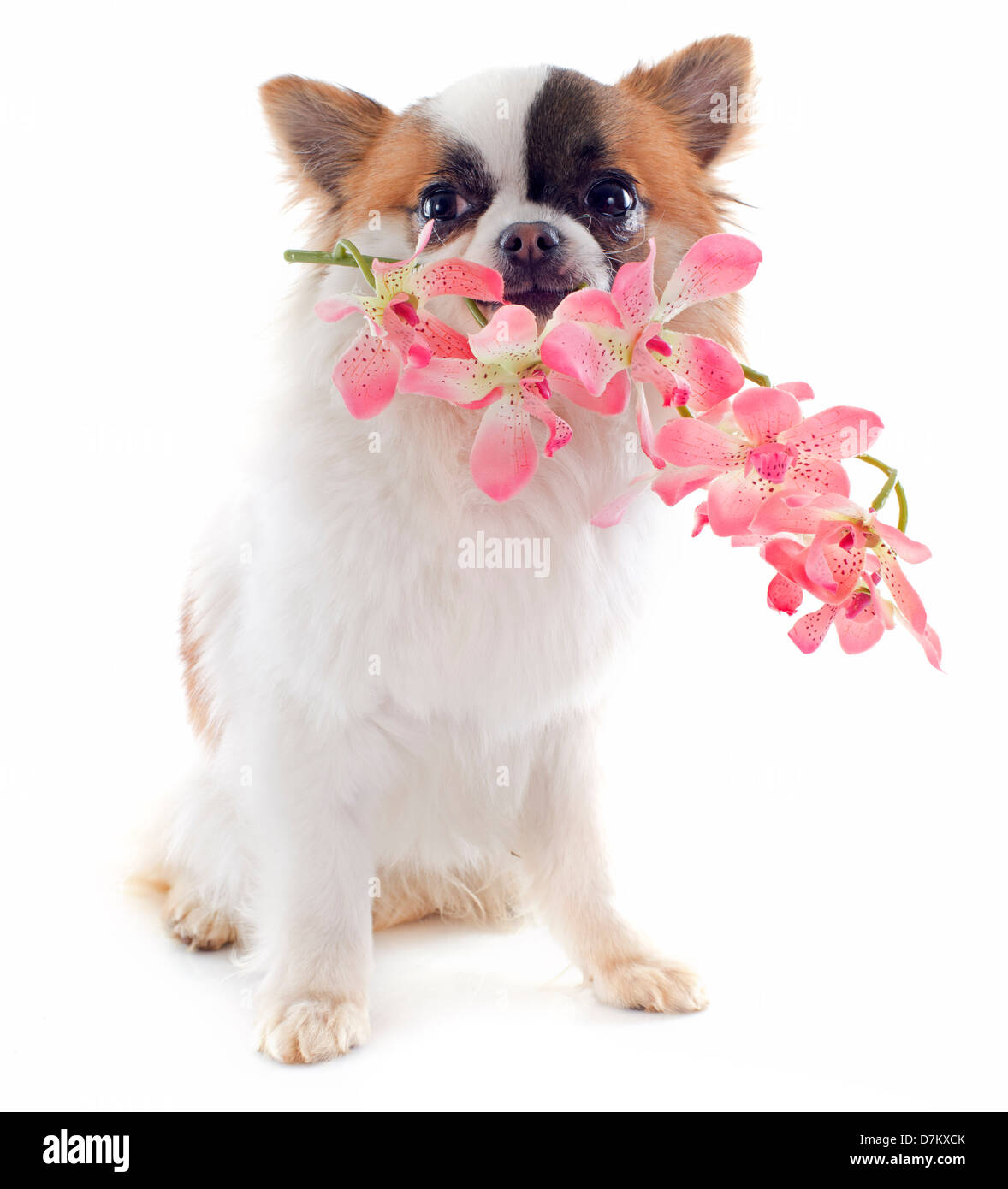 Porträt von einem süßen reinrassigen Welpen Chihuahua mit Orchidee vor weißem Hintergrund Stockfoto